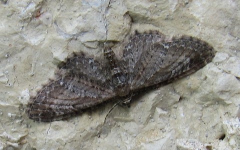 Papillons - Eupithécie austère - Eupithicia vulgata