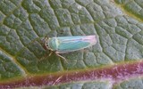 La cicadelle verte