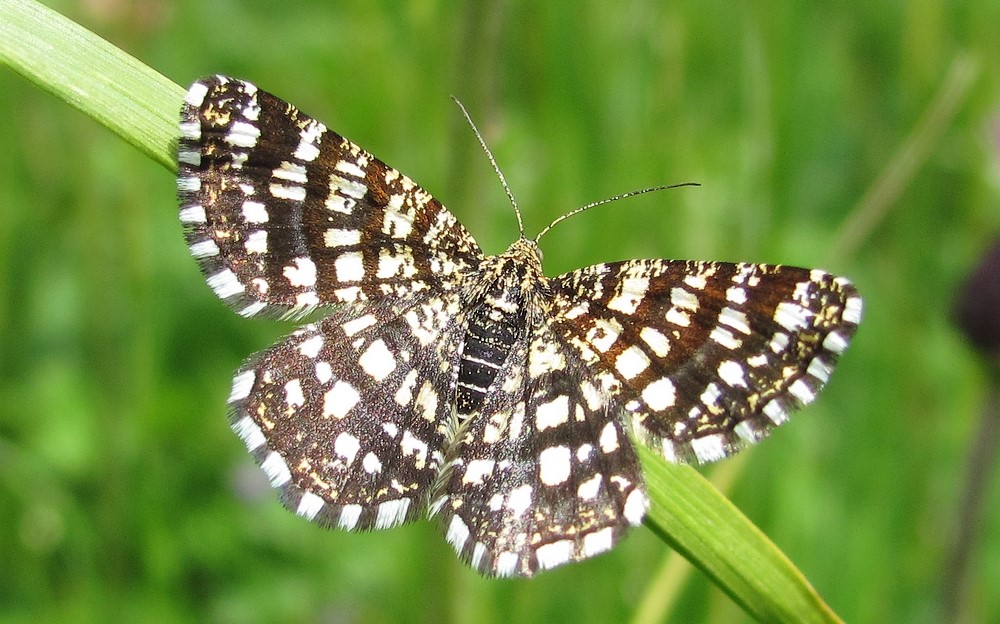Papillons - Geomètre à barreaux - Semiothisa Clathrata