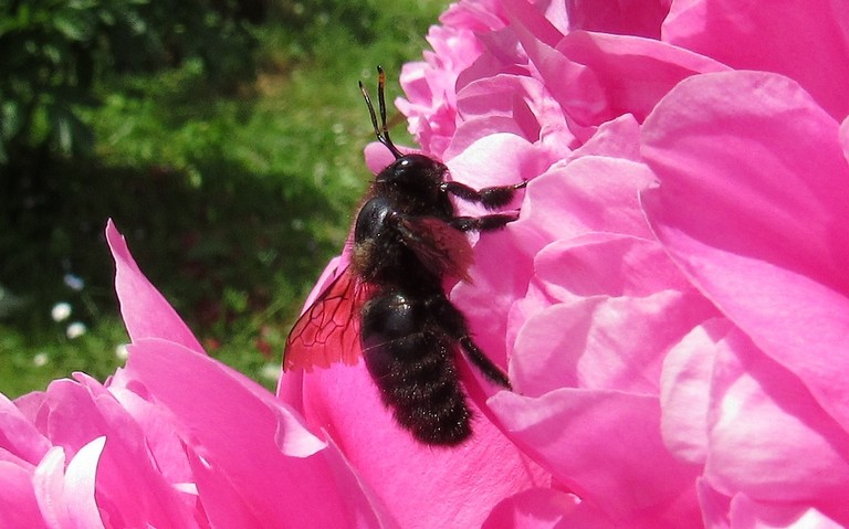 15 juin 2025 Xylocope violet - Xylocopa violacea
