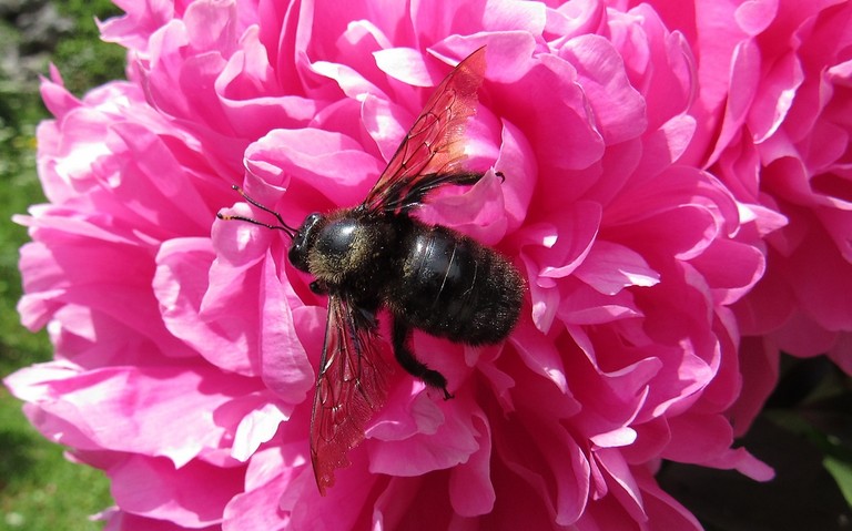 15 juin 2025 Xylocope violet - Xylocopa violacea