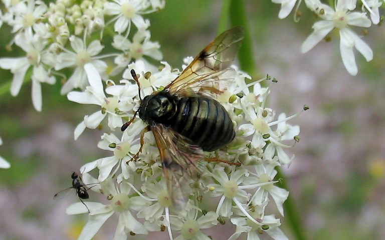 Hyménoptères - Tenthredidés - Abia vert doré - Abia sericea - Femelle 