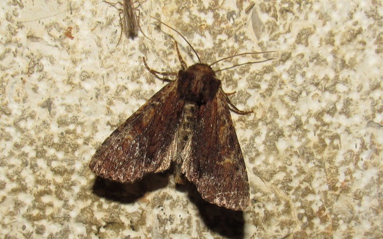 Papillons - L'abriomade latéritique - Apamea lateritia