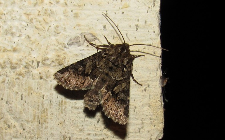 Papillons - L'abromiade du millet - Apamea illyria