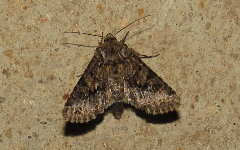 Papillons - L'abromiade du millet - Apamea illyria