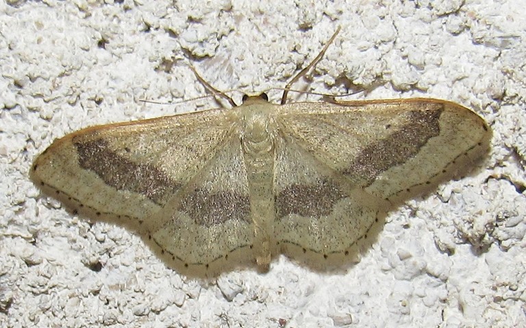 Papillons - Acidalie détournée - Idaea aversata