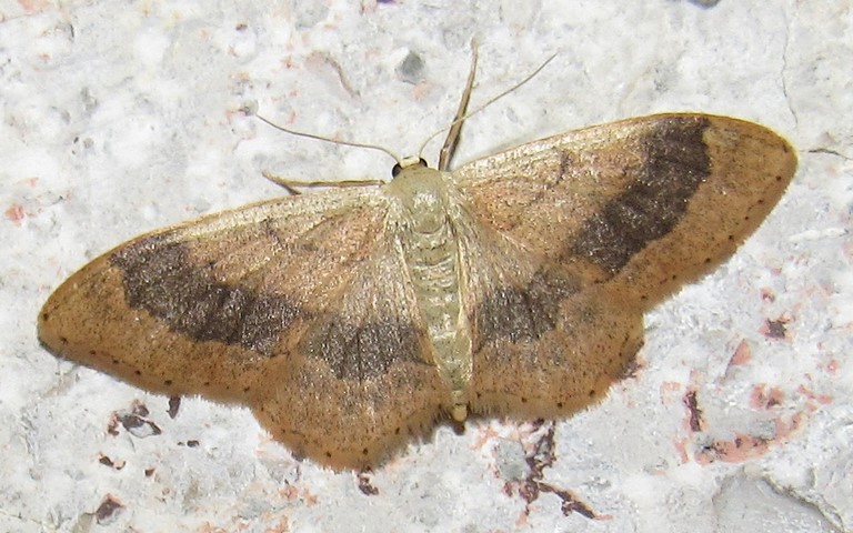 Papillons - Acidalie détournée - Idaea aversata