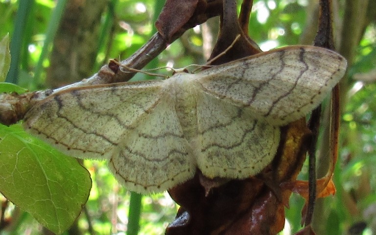 Papillons - Acidalie détournée - Idaea aversata