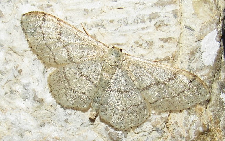 Papillons - Acidalie détournée - Idaea aversata