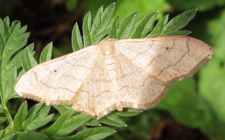 Papillons - Acidalie détournée - Idaea aversata