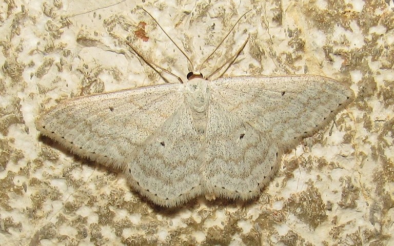 Papillons - L'acidalie familière - Idaea fuscovenosa