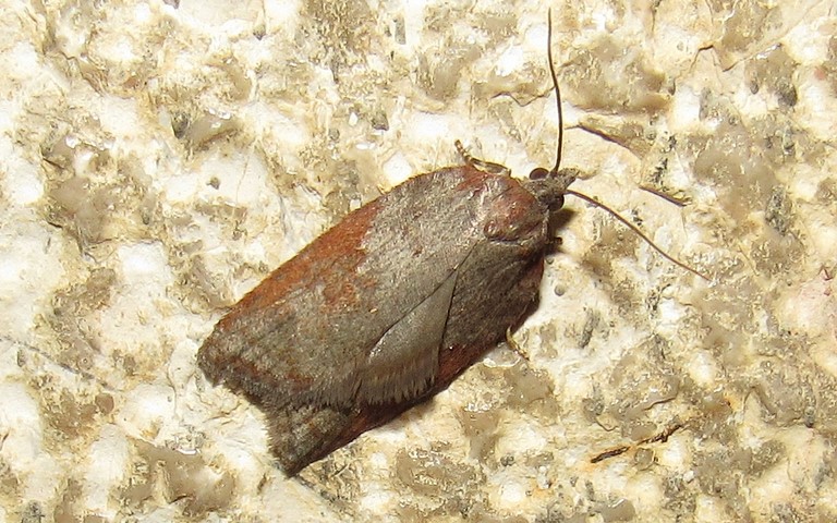 Papillons - Acleris sparsana