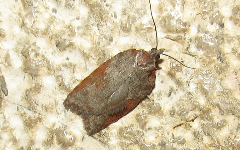 Papillons - Acleris sparsana