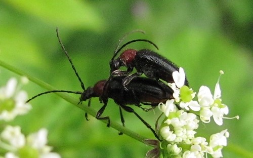 Couple - 30 juin 2013 Acmeops à thorax rouge - Dinoptera collaris