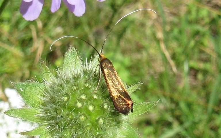 Papillons - Adèle de la scabieuse - Nemophora metallica