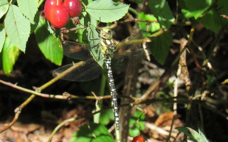 03 septembre 2025 Libellules - Aeschné bleue - Aeshna cyanea