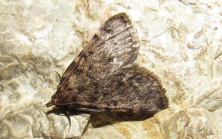 Papillons - Aglosse de la graisse - Aglossa pinguinalis