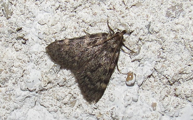 Papillons - Aglosse de la graisse - Aglossa pinguinalis