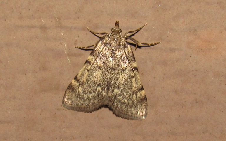 Papillons - Aglosse de la graisse - Aglossa pinguinalis