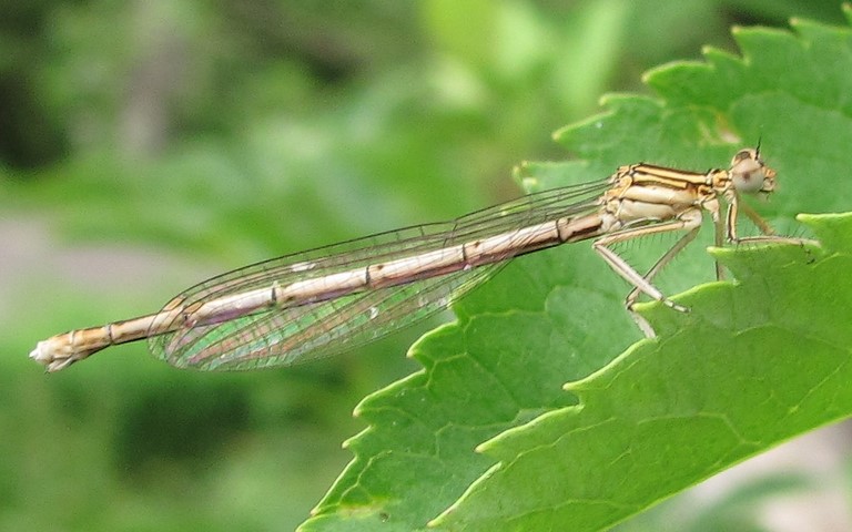 05 juillet 2013 Libellules - Agrion à larges pattes - Platycnemis pennipes