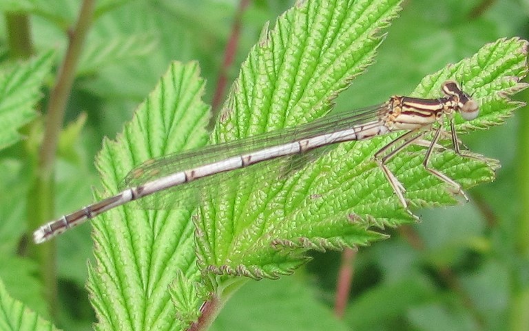 02 juillet 2013 Libellules - Agrion à larges pattes - Platycnemis pennipes