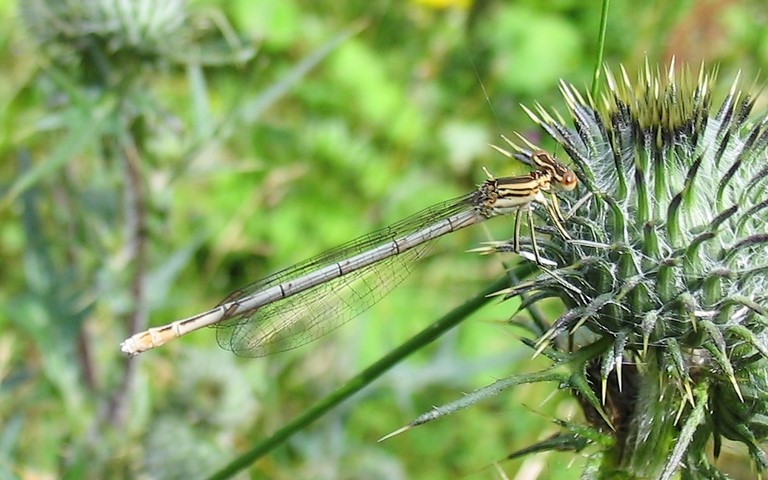 05 juillet 2013 Libellules - Agrion à larges pattes - Platycnemis pennipes