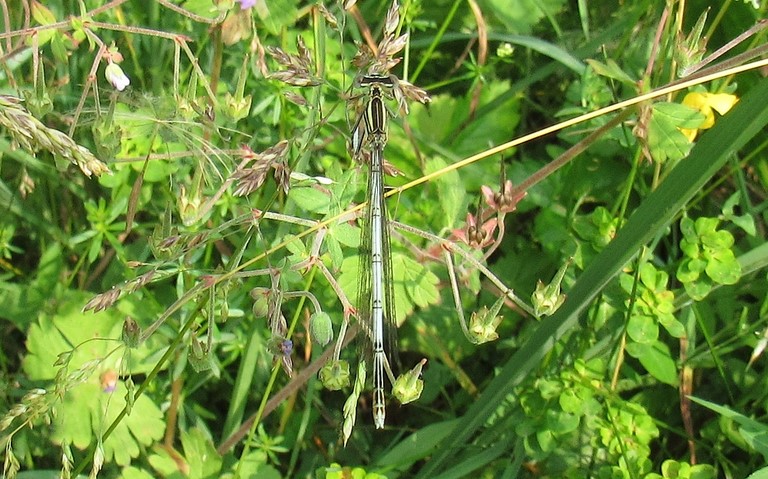 29 juin 2023 Libellules - Agrion à larges pattes - Platycnemis pennipes