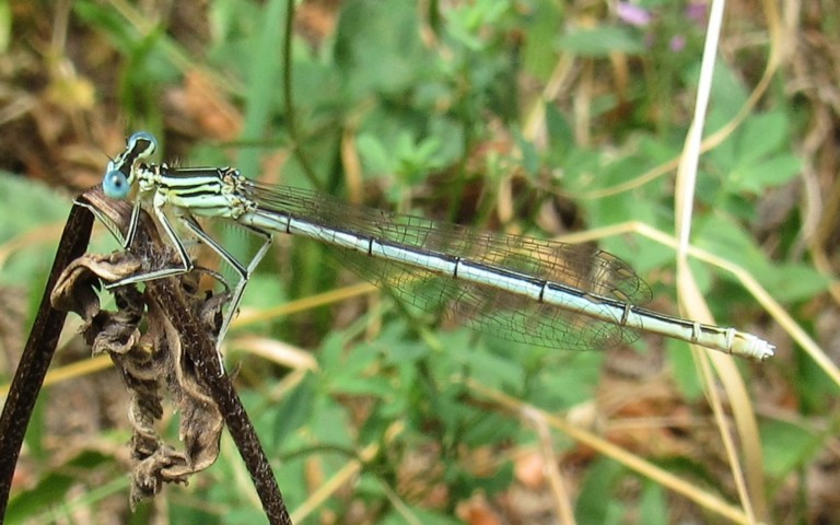 31 juillet 2026 Libellules - Agrion à larges pattes - Platycnemis pennipes