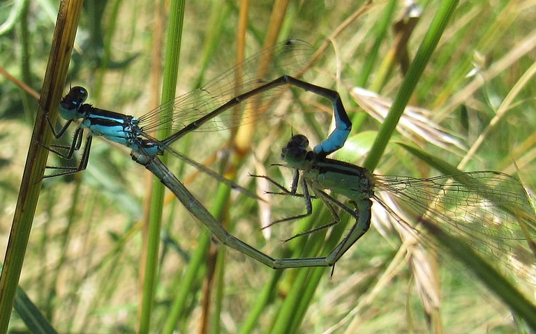 20 juillet 2023 Libellules - coenagrionides - Agrion élégant - Ischnura elegans - Couple