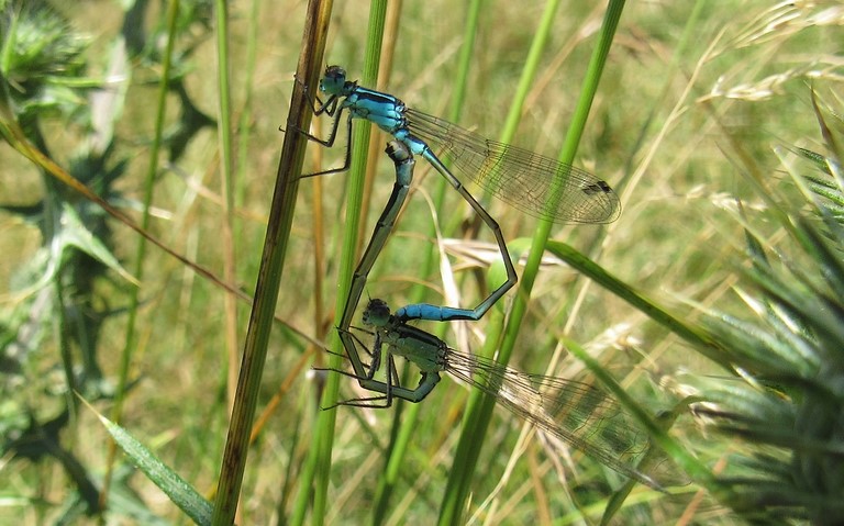 20 juillet 2023 Libellules - coenagrionides - Agrion élégant - Ischnura elegans - Couple