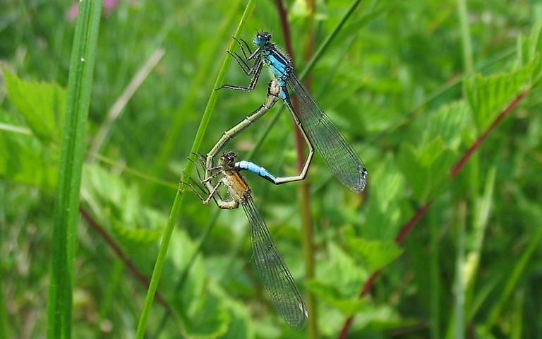 22 juin 2008 Libellules - coenagrionides - Agrion élégant - Ischnura elegans - Couple