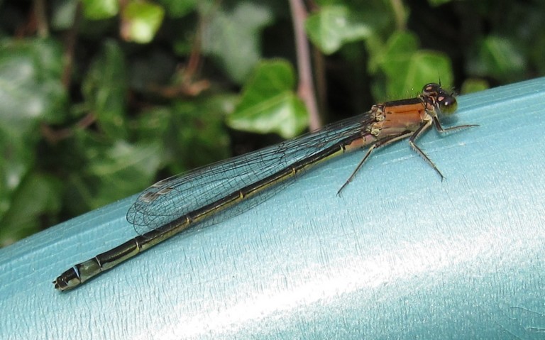 05 août 2025 Libellules - coenagrionides - Agrion élégant - Ischnura elegans - Femelle