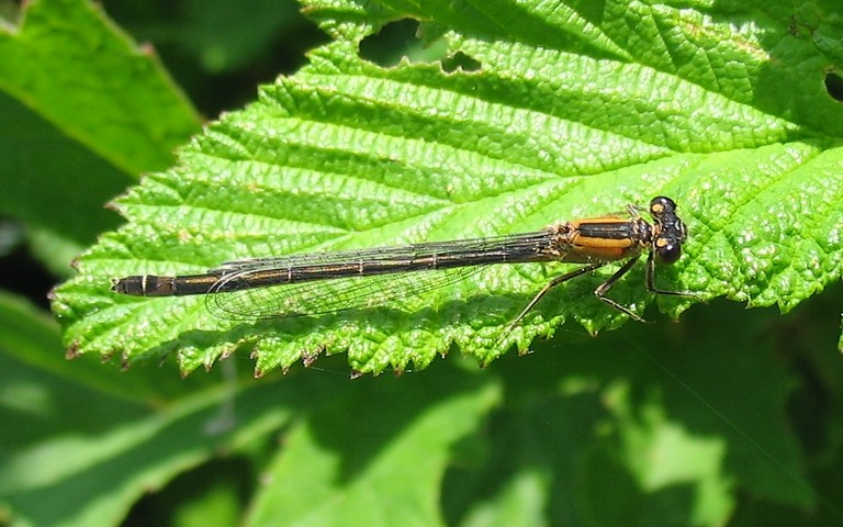 10 juin 2007 Libellules - coenagrionides - Agrion élégant - Ischnura elegans - Femelle