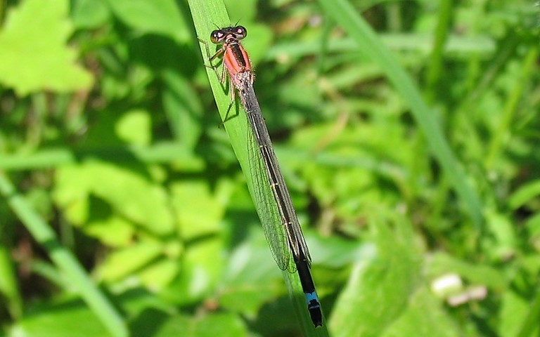 Femelle immature - 29 juin 2008 Libellules - coenagrionides - Agrion élégant - Ischnura elegans - Femelle