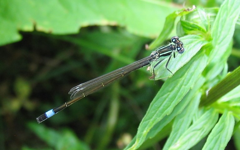 10 juin 2007 Libellules - coenagrionides - Agrion élégant - Ischnura elegans - Mâle