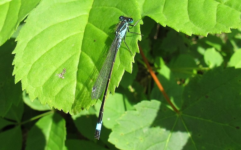 27 juin 2024 Libellules - coenagrionides - Agrion élégant - Ischnura elegans - Mâle