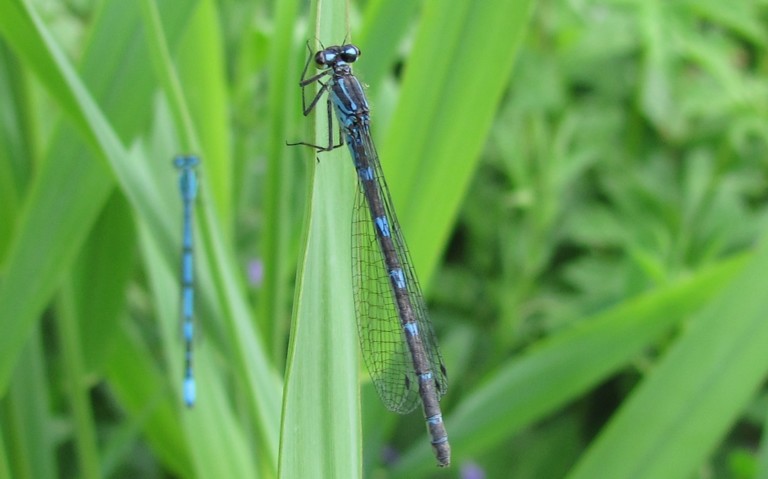 10 juin 2012 Agrion joli - Coenagrion pulchellum