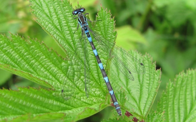 05 juillet 2013 Agrion joli - Coenagrion pulchellum