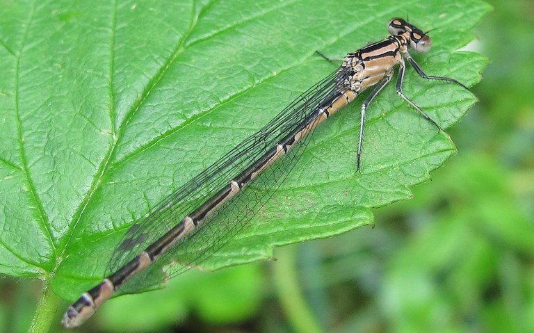 19 juin 2011 Libellules - Agrion porte coupe - Enallagma cyathigerum - femelle