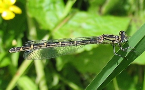 24 juin 2007 Libellules - Agrion porte coupe - Enallagma cyathigerum - femelle