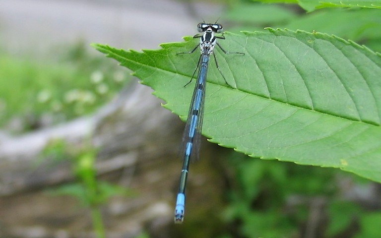 12 juin 2011 Libellules - coenagrionides - Agrion jouvencelle - Coenagrion puella