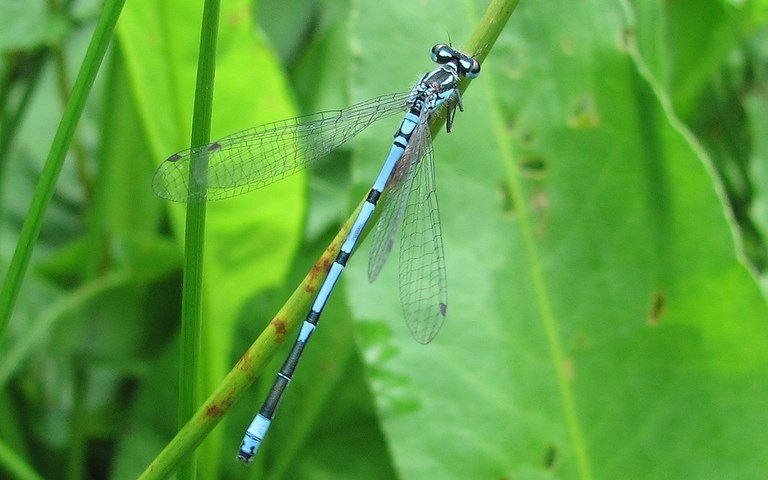 19 juin 2011 Libellules - coenagrionides - Agrion jouvencelle - Coenagrion puella