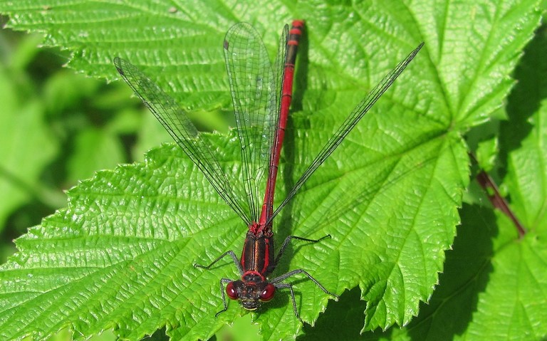 12 juin 2011 Libellules - Petite nymphe à corps de feu - Pyrrhosoma nymphula - mâle