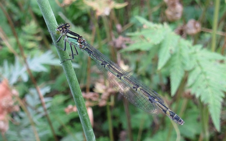 12 août 2024 Libellules - Agrion porte coupe - Enallagma cyathigerum - femelle