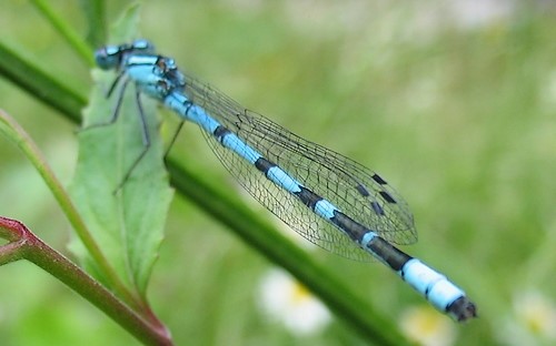 10 juillet 2005 Libellules - Agrion porte coupe - Enallagma cyathigerum - mâle