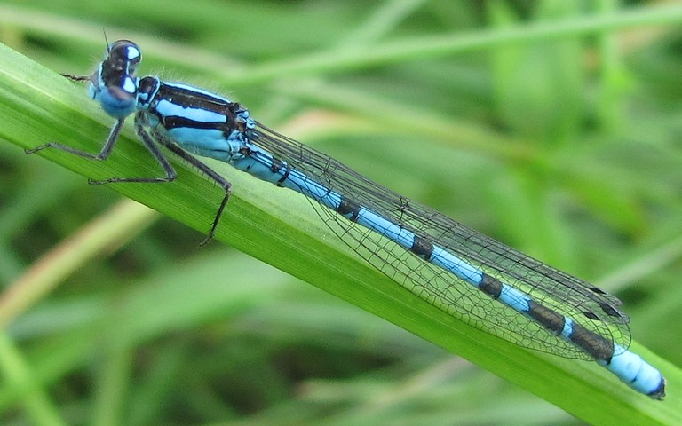 19 juin 2011 Libellules - Agrion porte coupe - Enallagma cyathigerum - mâle