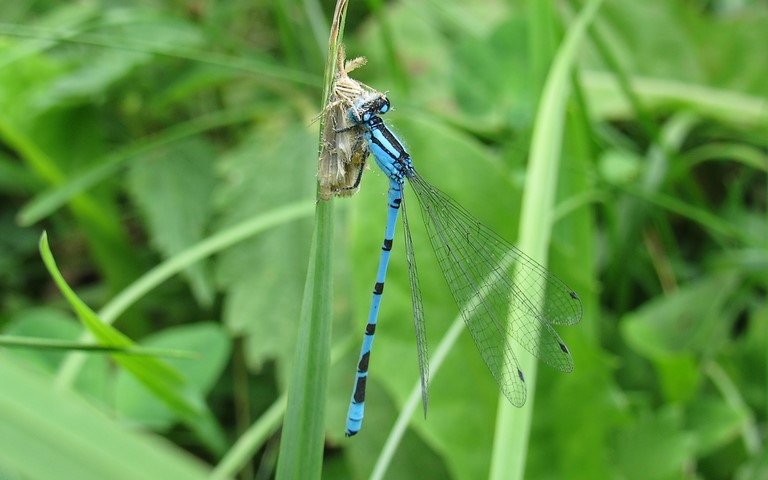 04 août 2017 Libellules - Agrion porte coupe - Enallagma cyathigerum - mâle