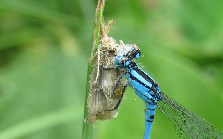 Copieux repas - 04 août 2017 Libellules - Agrion porte coupe - Enallagma cyathigerum - mâle