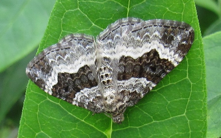 Papillons - L'alternée - Epirrhoe alternata