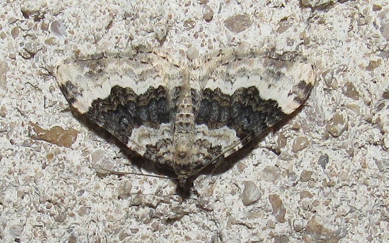 14 juillet 2024 Papillons - L'alternée - Epirrhoe alternata